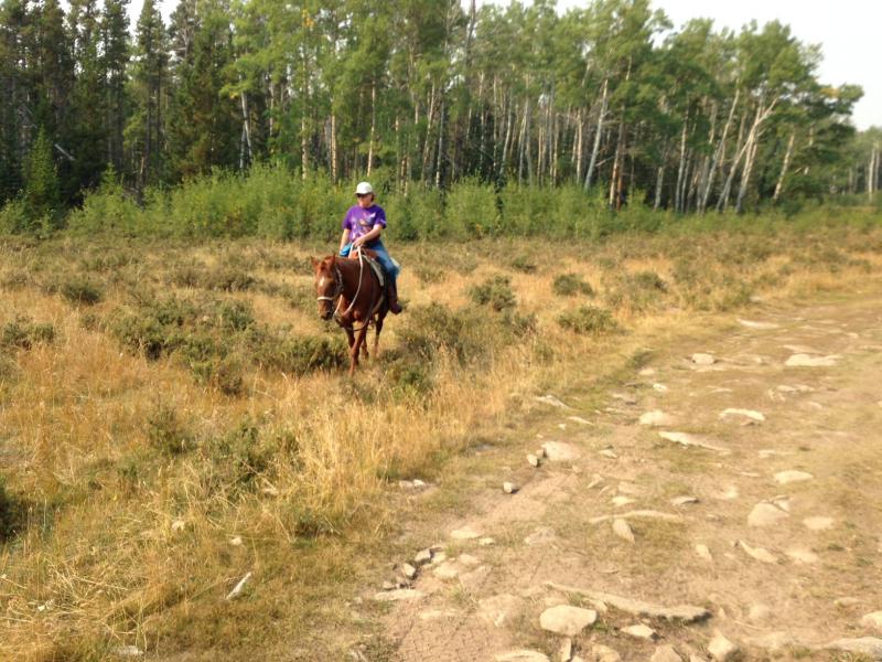 Platte Ridge Equestrian Center Horses For Sale or Lease